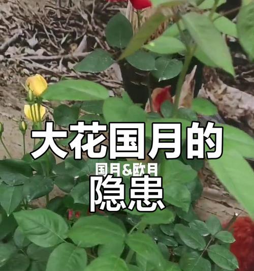 国月的品种有哪些？