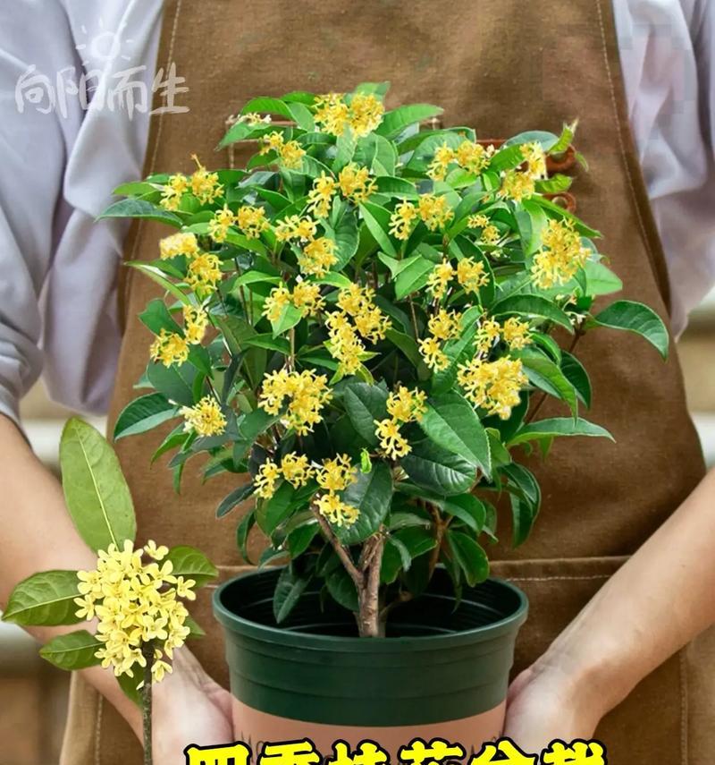 盆栽桂花苗的正确步骤是什么？需要注意哪些事项？