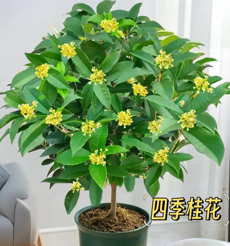 盆栽桂花苗的正确步骤是什么？需要注意哪些事项？
