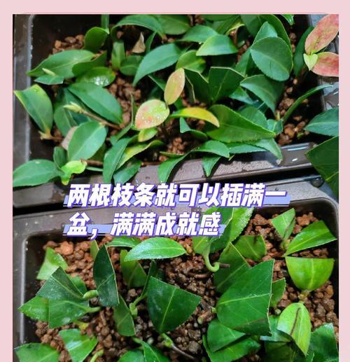 扦插茶花的正确步骤是什么？怎样提高扦插成活率？