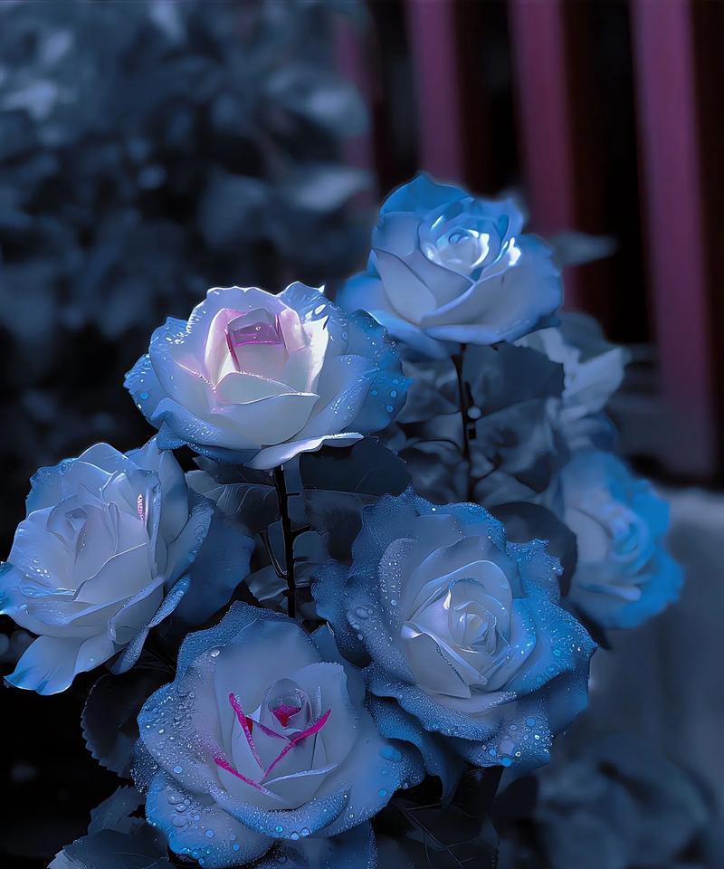 酱梅子色玫瑰花的花语是什么？这种颜色的玫瑰有何特殊含义？