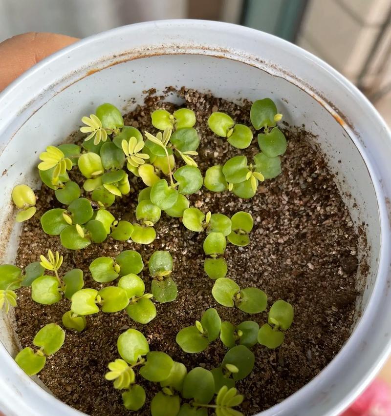 怎么种含羞草？含羞草的种植方法是什么？