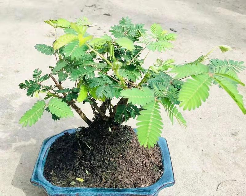 怎么种含羞草？含羞草的种植方法是什么？