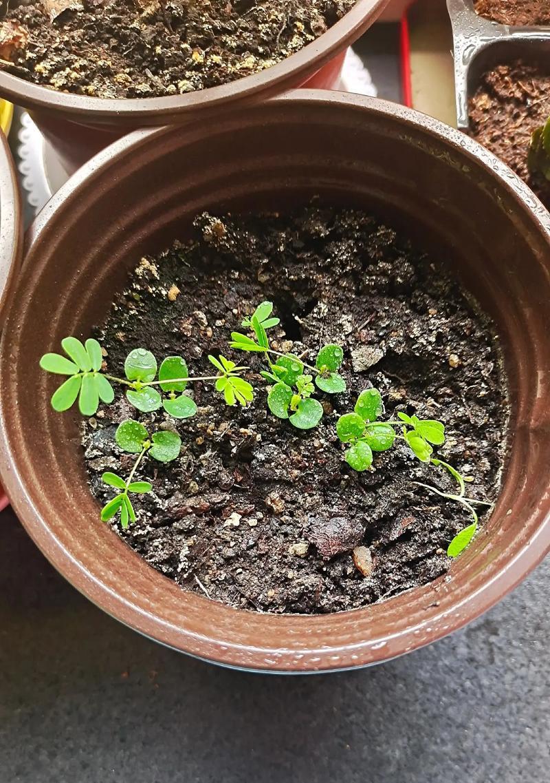 怎么种含羞草？含羞草的种植方法是什么？