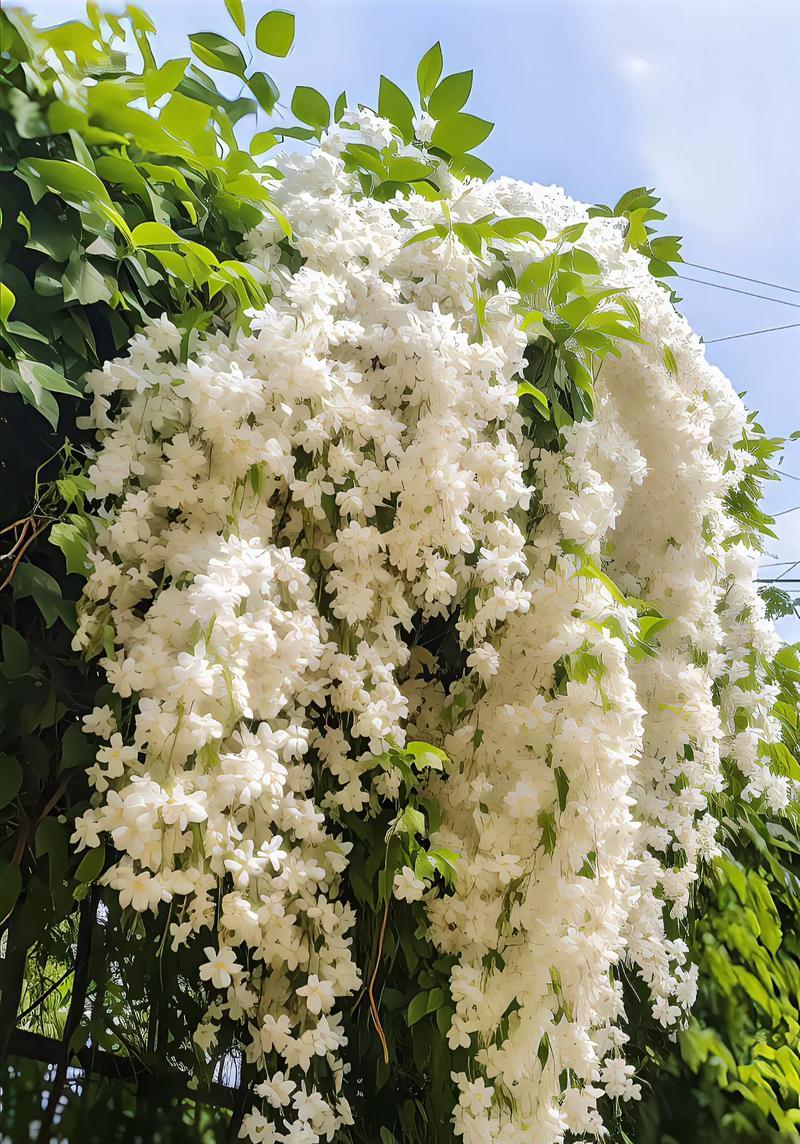 予你花语什么意思啊网络用语？销售的花语是什么？