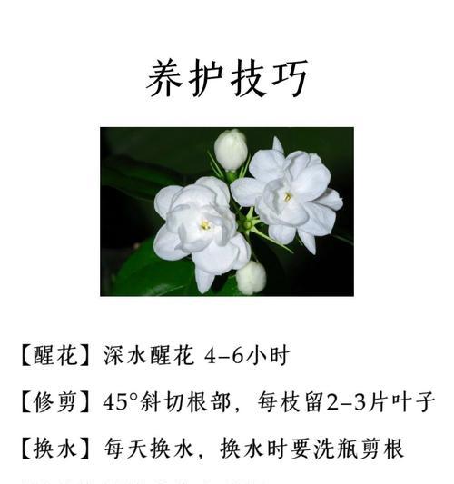 道具魅力清纯的花语有何含义？