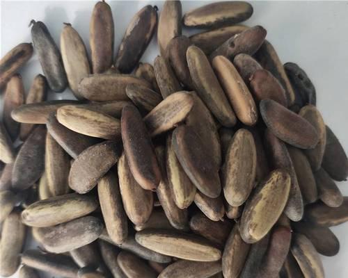 凤凰木种子播种方法是什么？怎样提高发芽率？