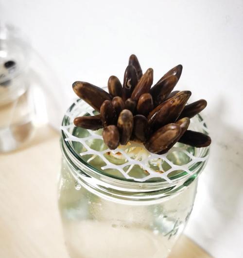 凤凰木种子播种方法是什么？怎样提高发芽率？