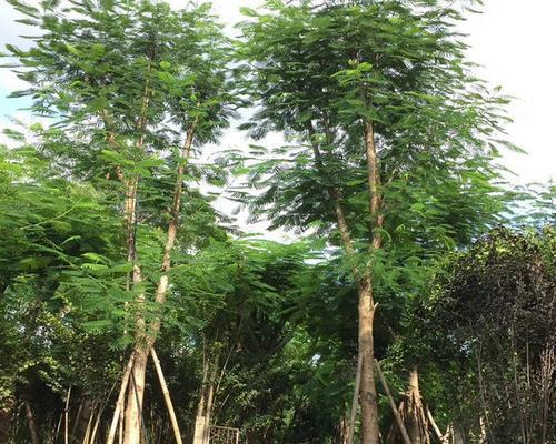 凤凰木种子播种方法是什么？怎样提高发芽率？