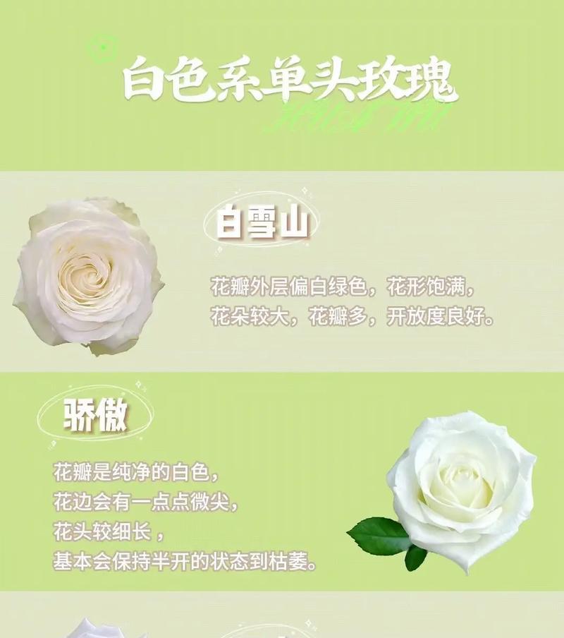 送男生几朵白色玫瑰花代表什么？有个美丽的花语是什么？