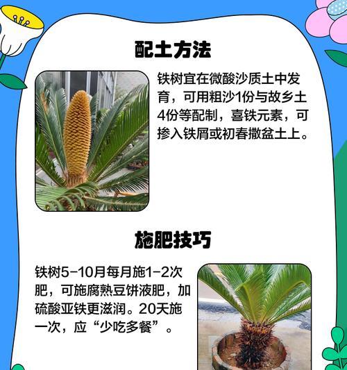 铁树如何养？铁树的养殖方法和注意事项是什么？