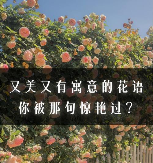 卑微的爱在花语中如何表达？