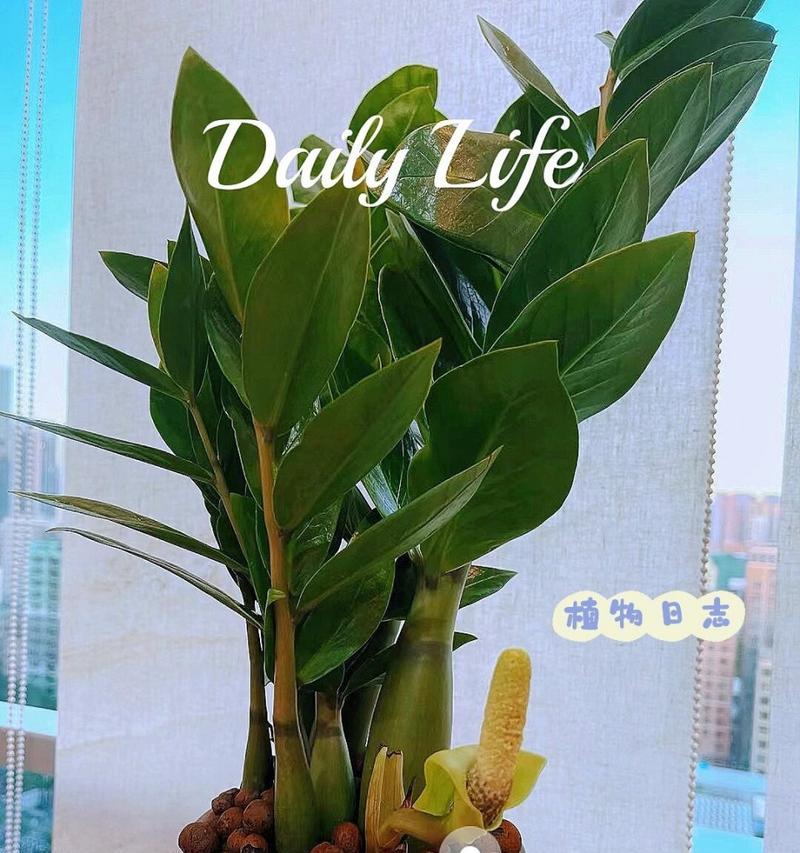 金钱木开花后的处理方法是什么？
