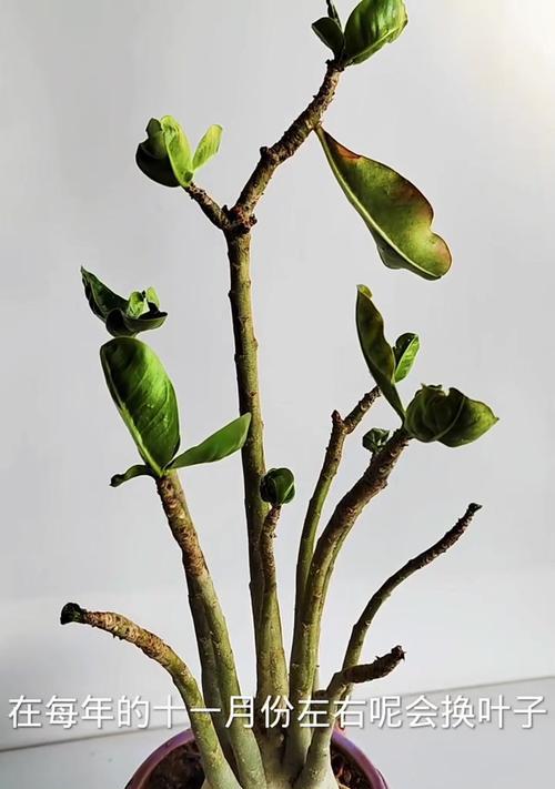 沙漠玫瑰冬季保暖措施有哪些？