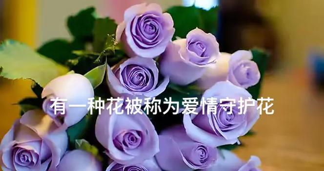 爱情名花的花语有哪些？