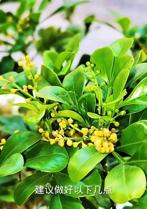 米兰秋季养护需要注意什么？如何促进开花？
