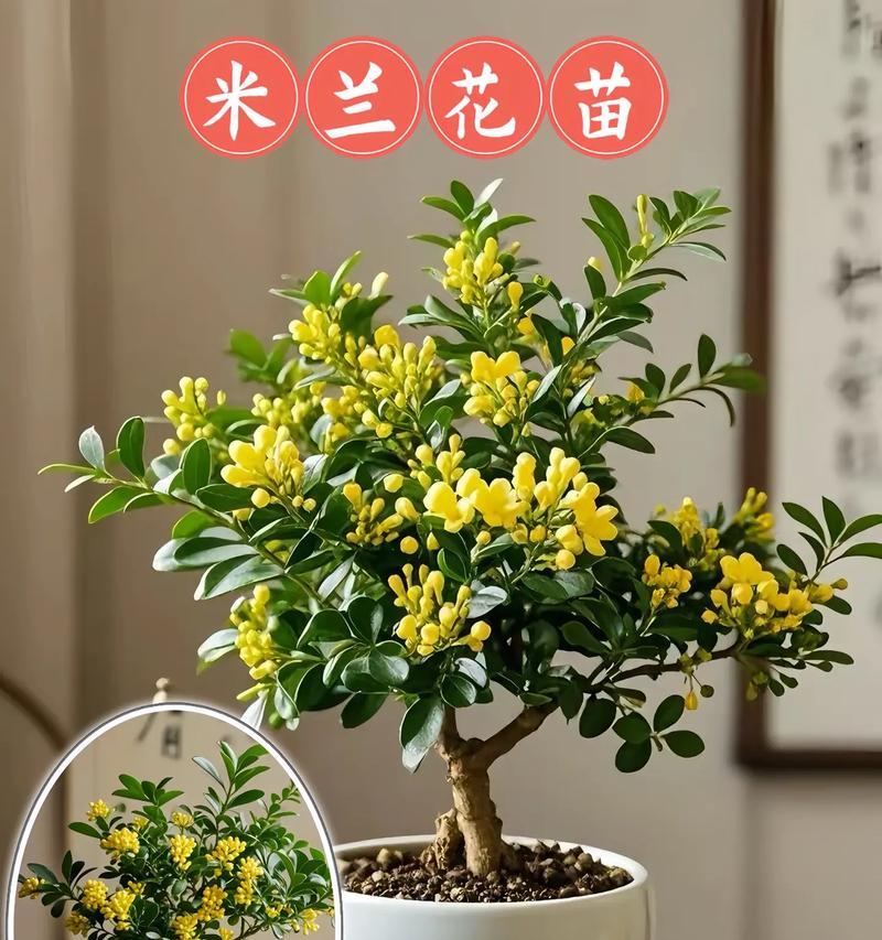 米兰秋季养护需要注意什么？如何促进开花？