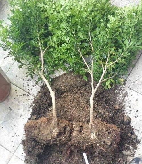 米兰秋季养护需要注意什么？如何促进开花？