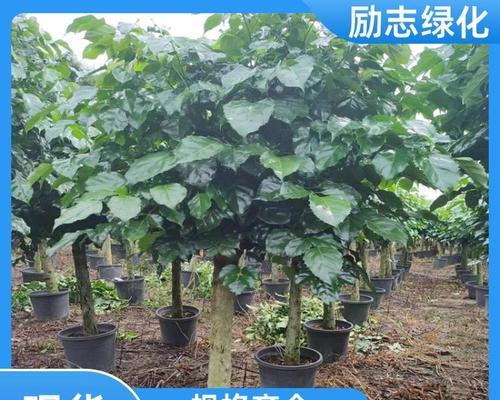 绿宝树的别名是什么？它有哪些特点？