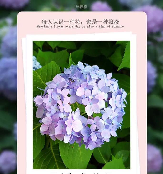 花语与花的种类有何不同？
