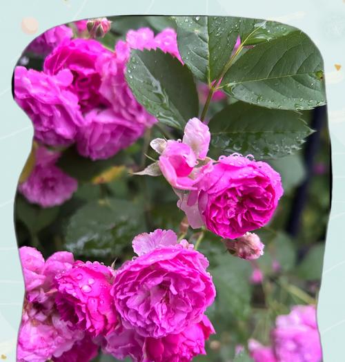 花语与花的种类有何不同？