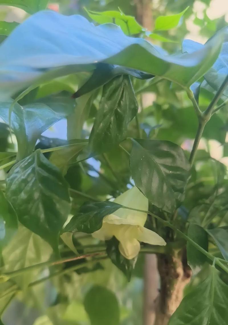 绿宝树的别名是什么？它有哪些特点？