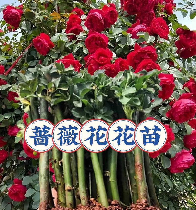 蔷薇花繁殖的常用方法有哪些？
