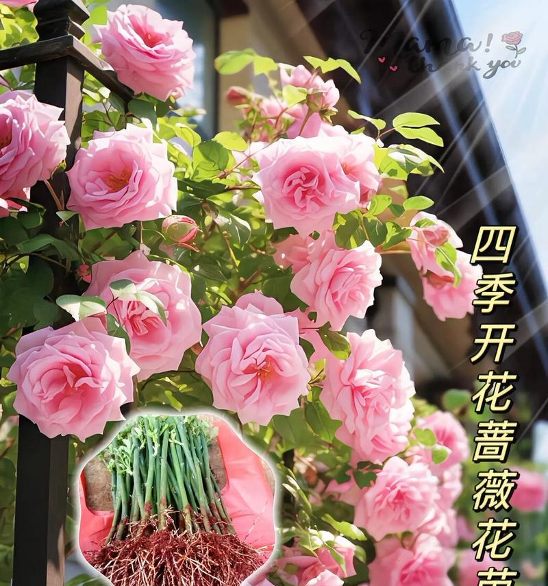 蔷薇花繁殖的常用方法有哪些？