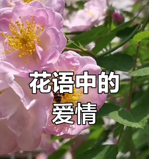 送给自己一束花的花语有何深意？这种花语表达什么情感？