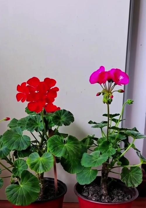 天竺葵不开花的原因是什么？