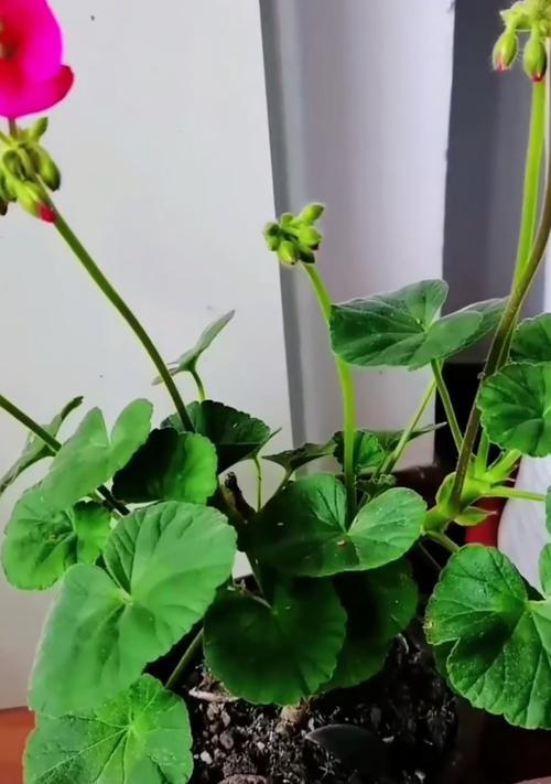 天竺葵不开花的原因是什么？