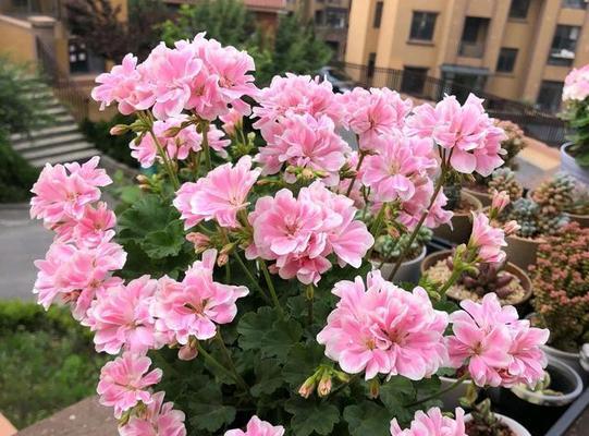 天竺葵不开花的原因是什么？