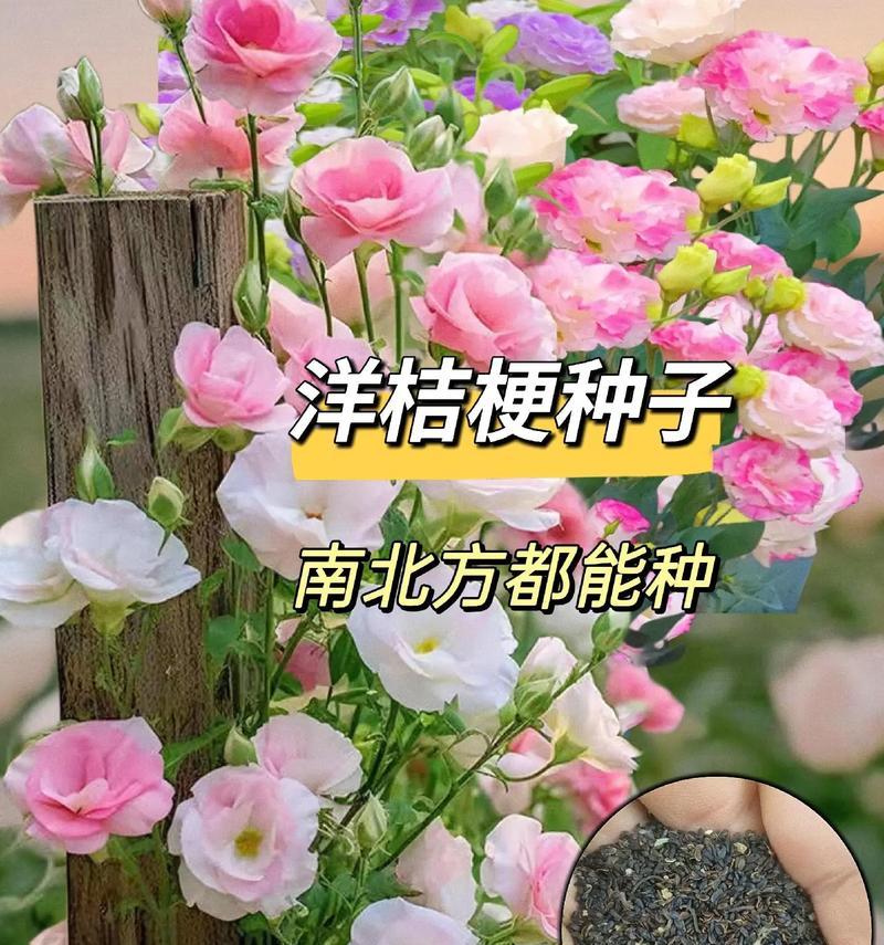 洋梗的花语代表什么？花语有何含义？