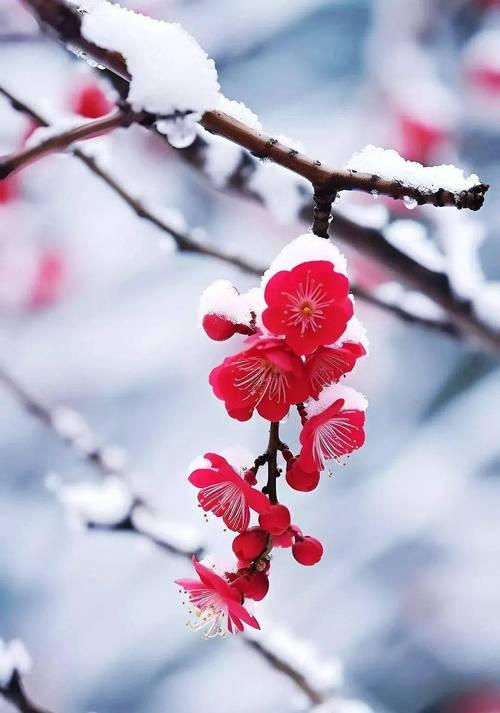 红梅的花语有哪些？红梅代表什么意思？