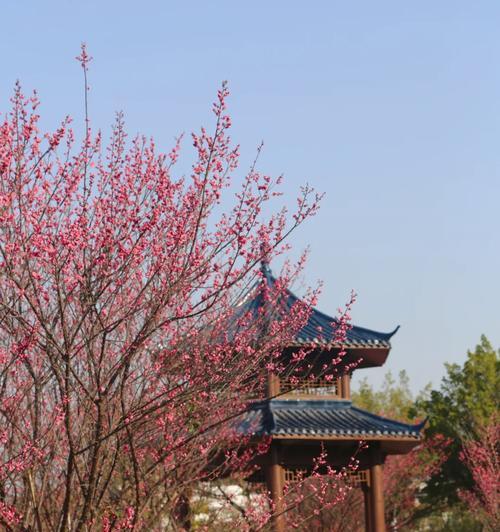 红梅的花语有哪些？红梅代表什么意思？