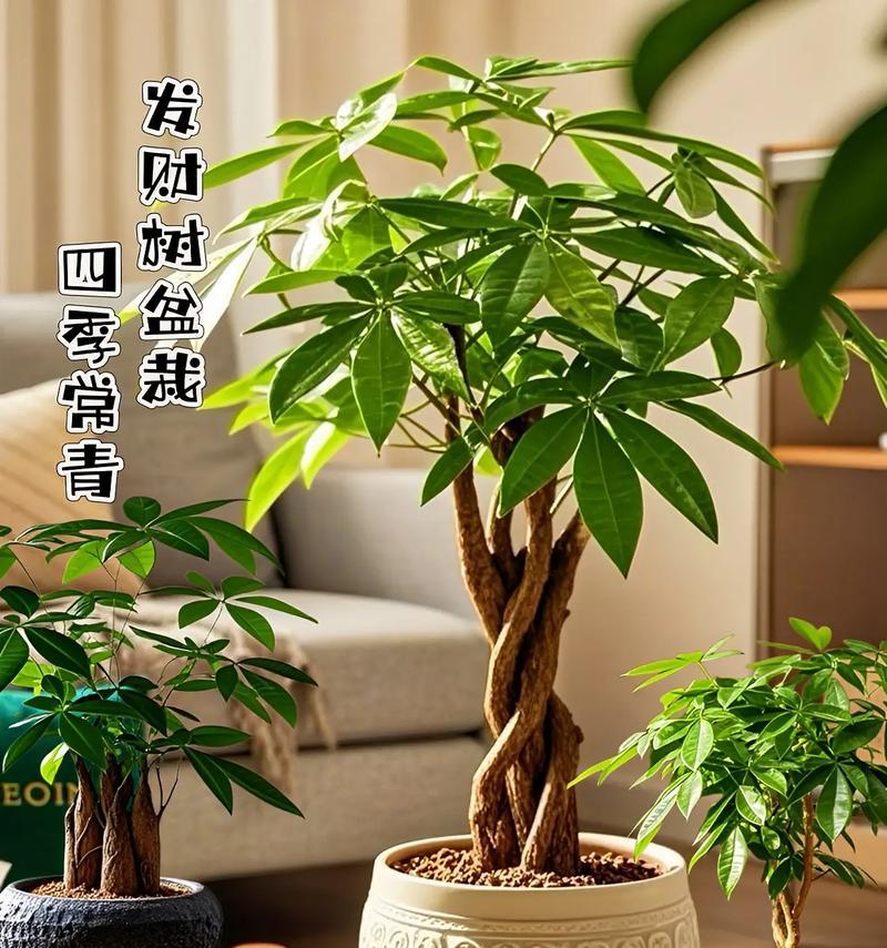 发财树用发财果种植有哪些注意事项？