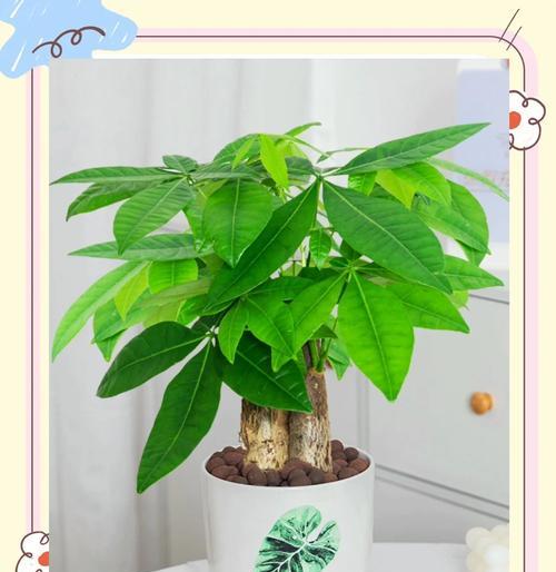 发财树用发财果种植有哪些注意事项？