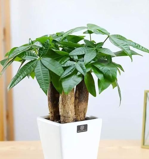 发财树用发财果种植有哪些注意事项？
