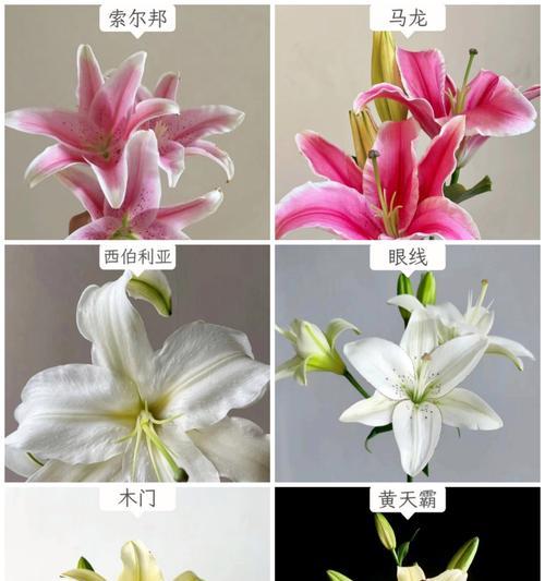 百合花的新鲜与花语有何关联？
