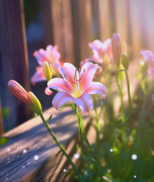 百合花的新鲜与花语有何关联？