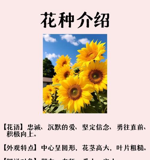 向日葵对爱人的花语是什么意思？向日葵代表了哪些寓意？