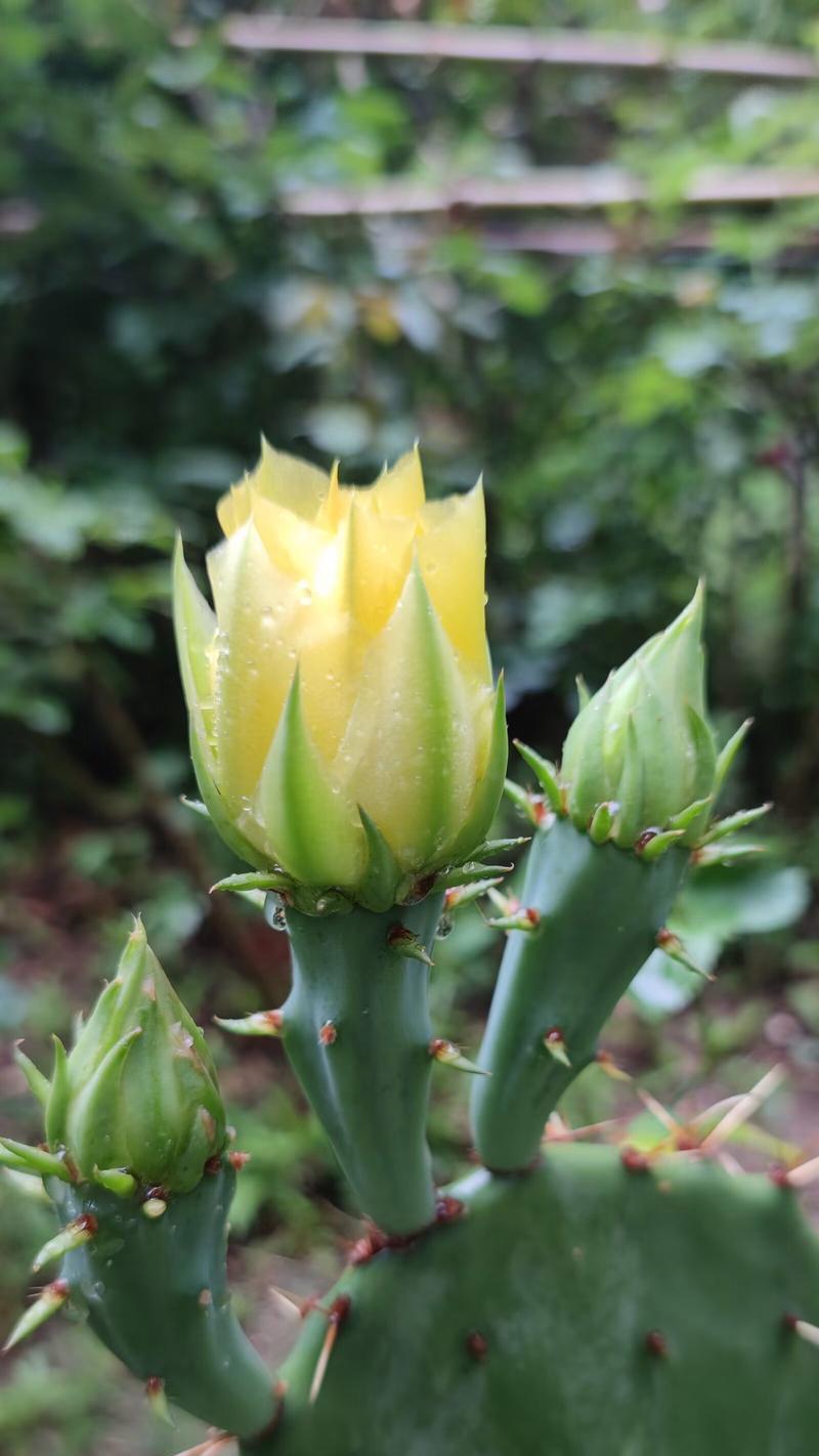 仙人掌开花的秘诀是什么？