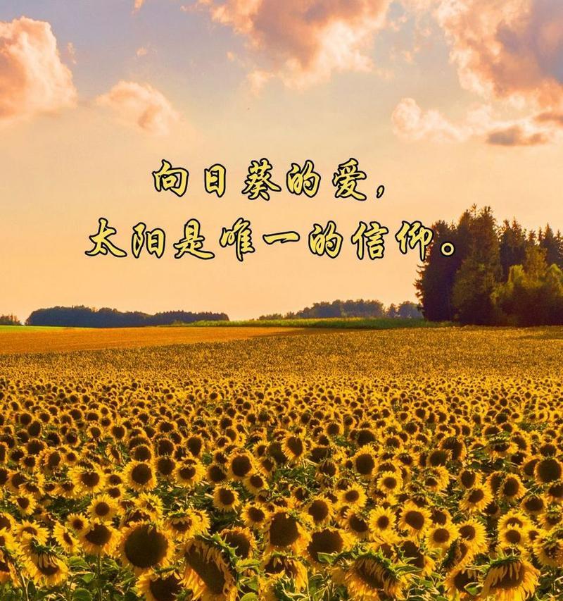 向日葵对爱人的花语是什么意思？向日葵代表了哪些寓意？