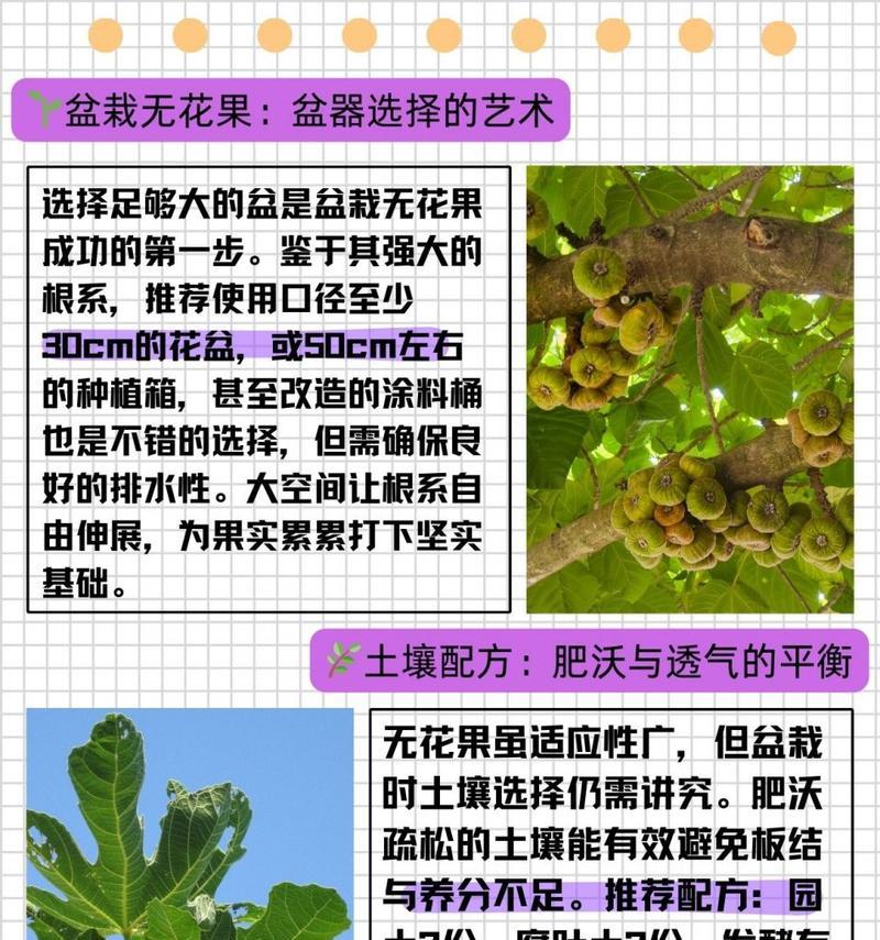 浅盆种植植物有哪些选择？如何进行有效管理？