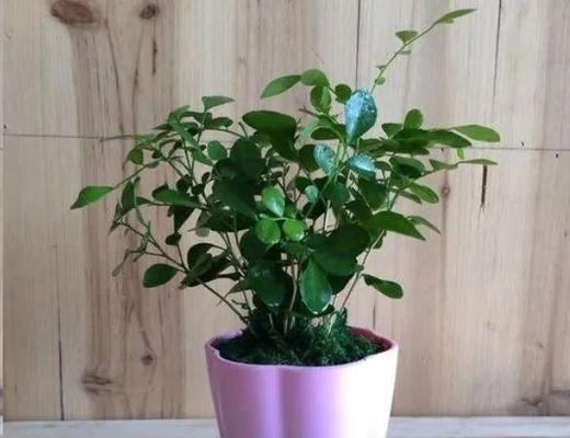 浅盆种植植物有哪些选择？如何进行有效管理？