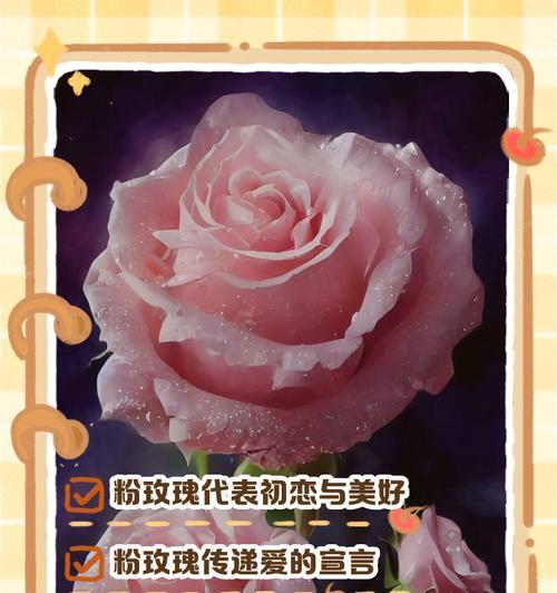粉雪玫瑰的花语代表什么情感？它有何特别之处？