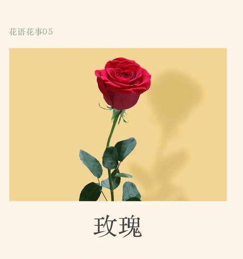 粉雪玫瑰的花语代表什么情感？它有何特别之处？