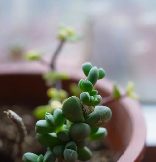 多肉植物开花后应该怎么做？如何剪掉花茎？