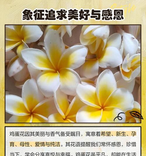 哪种花的花语是新生命？它在花语中代表什么？