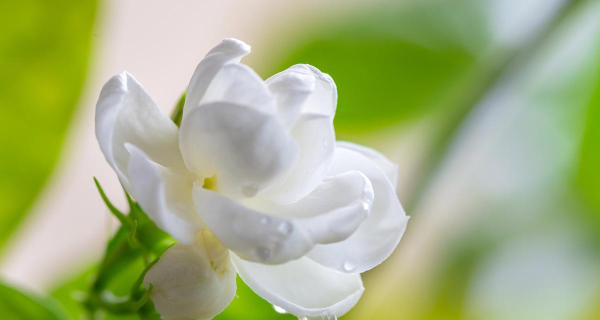 哪种花的花语是新生命？它在花语中代表什么？